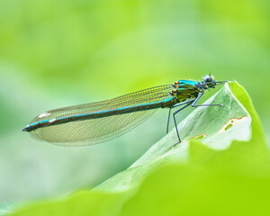 葉の上で羽を休めるニホンカワトンボのクローズアップ Close-up of a Japanese Mnais costalis damselfly resting on a leaf © FRAGMENTSOFHOKKAIDO