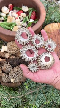 Authentic wild food cooking: morel mushrooms in a clay pot over natural wood fire