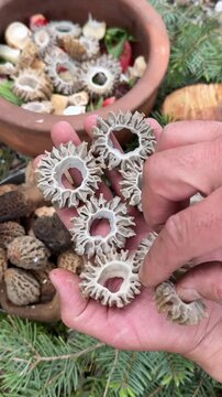 Close-up of sliced morel mushrooms ready for cooking over an open wood fire