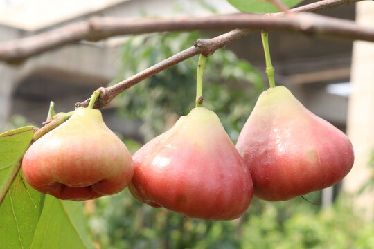 Syzygium samarangense fruit plant on nursery