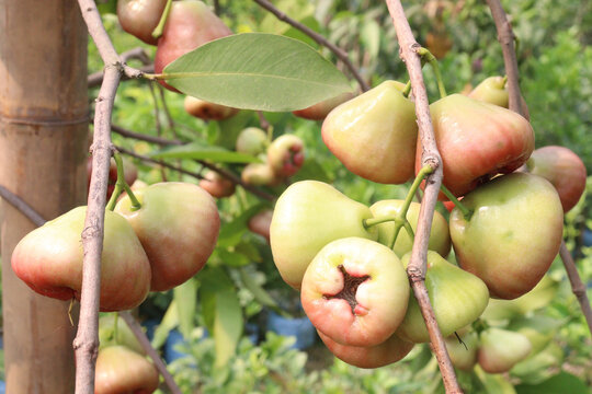 Syzygium samarangense fruit plant on nursery