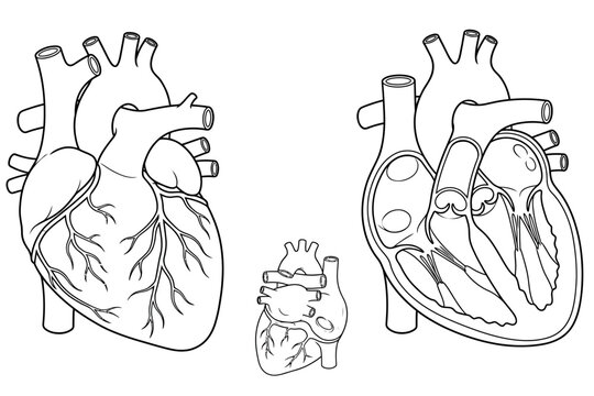 Anatomy of human heart with external and internal cross section views