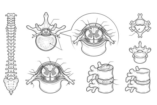 Detailed Human Vertebrae and Spinal Cord Anatomy Diagram Set