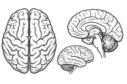 Human brain anatomy diagrams in vintage engraving style