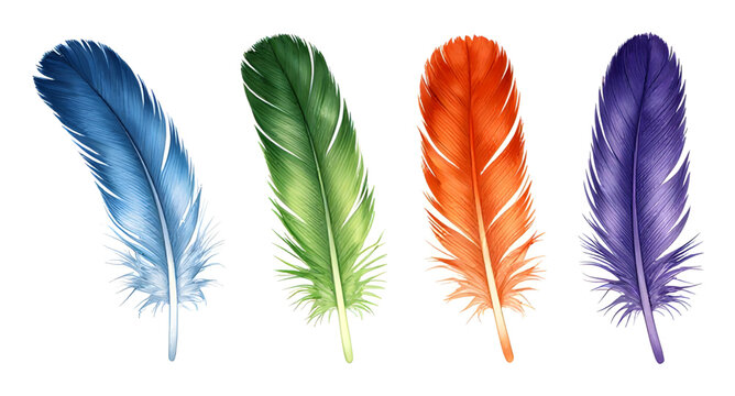 birdfeather, feather, realistic, plumage, avian, nature, wildlife, soft, detailed, flying, wing, natural, decorative, isolated, vector, illustration, whitebackground