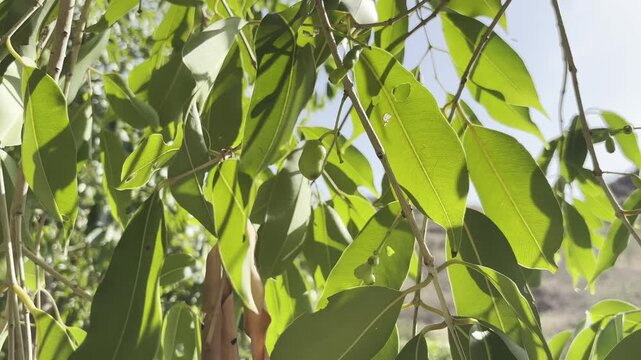 Unripe Green Jamun Fruits Hanging from Tree Branches with Lush Leaves. Close-up of Young Java Plum Fruits (Syzygium cumini) on a Sunlit Branch. Green Eucalyptus Robusta Seed Pods.