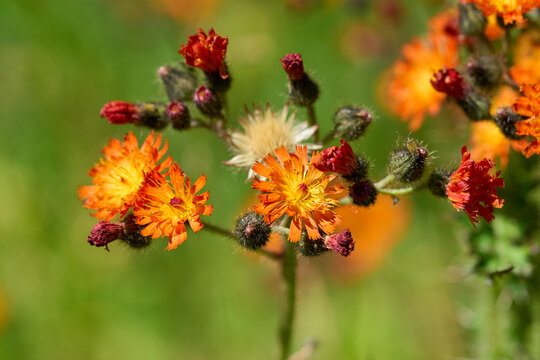 Orange hawkweed beautiful flower in a mountainous area.