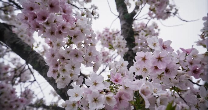 Beautiful spring cherry blossoms shaking in the breeze - steady cam movement