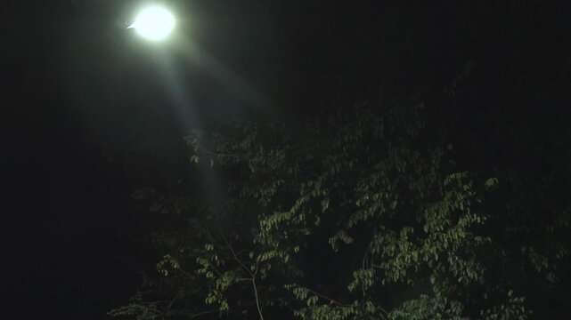 A cinematic handheld footage capturing a tall street light glowing brightly next to towering trees at night.