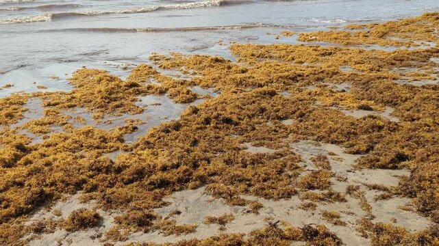 Manzanilla, Trinidad and Tobago - May 12, 2026 - Sargassum seaweed washed ashore along the Manzanilla Beach which is located along the east coast and Atlantic Ocean. 