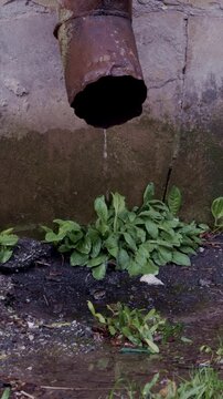 Rusty drainpipe dripping water onto green weeds