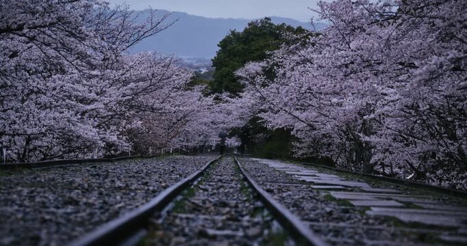 Tracks leading down gravel path surrounded by cherry blossom trees early in morning