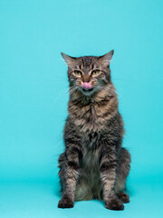 Fototapeta premium Tabby Cat with Tongue Out Licking Its Nose on a Bright Turquoise Background