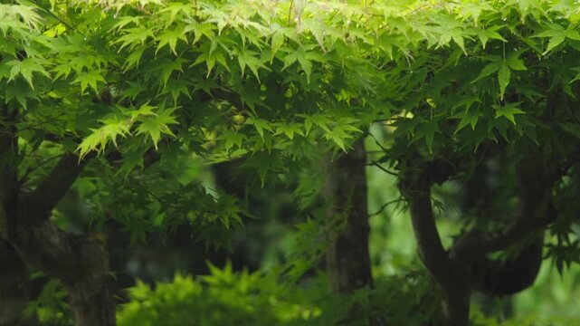 雨と新緑の葉