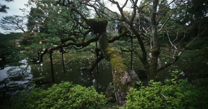 Massive, mossy tree hanging over still lake in Japan - wide shot