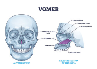 Vomer bone with facial skeleton and frontal nasal cavity outline diagram, transparent background. Labeled educational nose skeletal structure illustration. Perpendicular or cribriform plate. © VectorMine