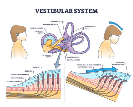 Vestibular system anatomy and inner ear medical structure outline diagram, transparent background. Labeled educational scheme with human balance and sensory parts illustration.
