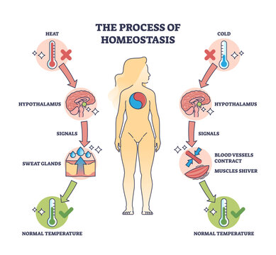 Process of homeostasis as human body temperature regulation outline diagram, transparent background. Labeled educational medical and anatomical explanation for heat or cold balance.