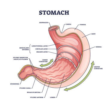 Stomach anatomy or digestive organ detailed inner structure outline diagram, transparent background. Labeled educational scheme with medical physiology or internal colon parts illustration.