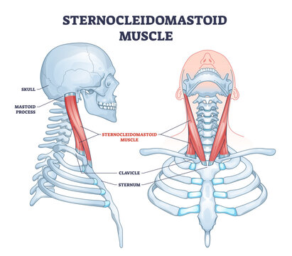 Sternocleidomastoid muscle as human neck muscular system outline diagram, transparent background. Labeled educational upper body bone description with mastoid process, clavicle.