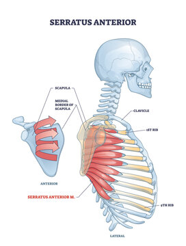 Serratus anterior muscle with anatomical skeletal ribcage model outline diagram, transparent background. Labeled educational anatomical example.