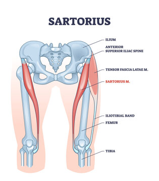Sartorius muscle description with medical bones structure outline diagram, transparent background. Labeled educational and anatomical scheme.