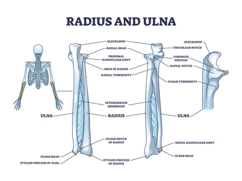 Radius and ulna bone anatomy with arm skeletal structure outline diagram, transparent background. Labeled educational scheme with upper body parts and hand long bones illustration.