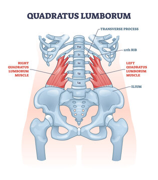 Quadratus lumborum muscle or QL for strong and healthy spine outline diagram, transparent background. Labeled educational scheme with muscular and skeletal transverse, ribs.