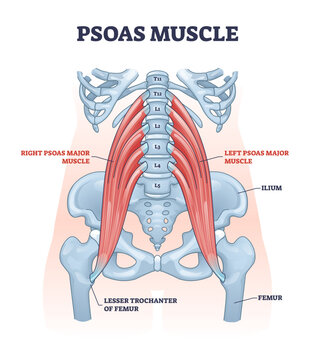 Psoas muscle as deep body muscular system for spine health outline diagram, transparent background. Labeled educational scheme with ilium, femur and lesser trochanter bones illustration.