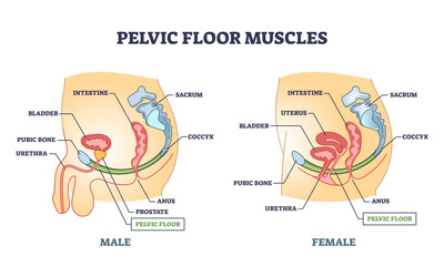 Obraz na płótnie Canvas Pelvic floor muscles anatomy with male and female organs outline diagram, transparent background. Labeled educational medical location scheme with lower body muscular system.