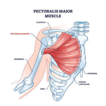 Pectoralis major muscle as human chest muscular anatomy outline diagram, transparent background. Labeled educational medical scheme.