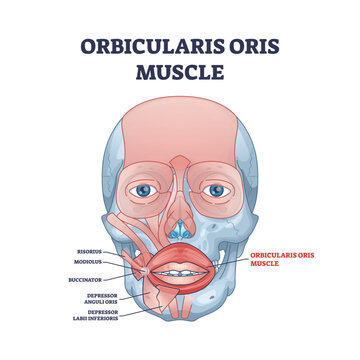 Orbicularis oris muscle complex as lips and mouth muscular system outline diagram, transparent background. Labeled educational scheme with anatomical risorius, modiolus.