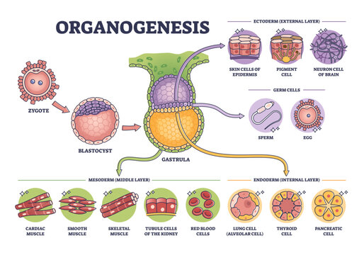 Organogenesis phase stages of embryonic development process outline diagram, transparent background. Labeled educational anatomy scheme with ectoderm, germ, mesoderm and endoderm leyers.