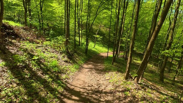 Lush green trees frame a winding dirt path. Ovcar Kablar Gorge. Balkans, Serbia