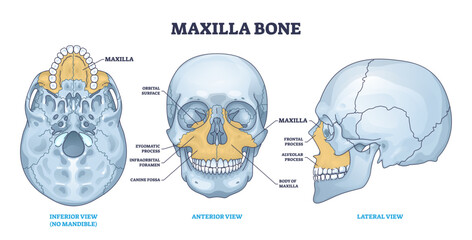Maxilla bone detailed structure and facial skeleton anatomy outline diagram, transparent background. Labeled educational scheme with medical inferior view without mandible. © VectorMine