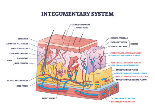 Integumentary system with epidermis surface layer structure outline diagram, transparent background. Labeled educational scheme with skin section and hairs, dermis.