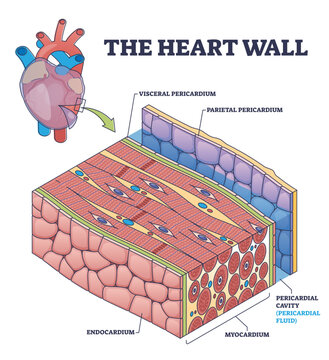 The heart wall with human organ medical membrane structure outline diagram, transparent background. Labeled educational scheme with inner cardiology anatomy and visceral.