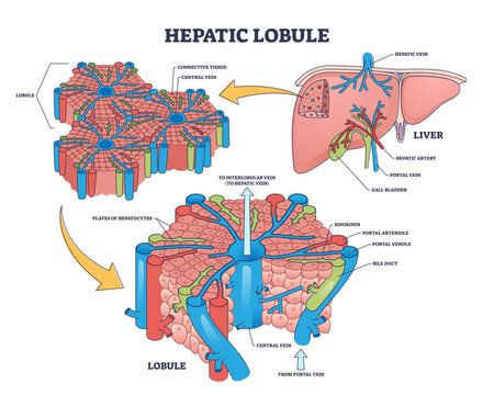 Hepatic lobule anatomy with anatomic liver unit structure outline diagram, transparent background. Labeled educational scheme with human organ hepatic artery.