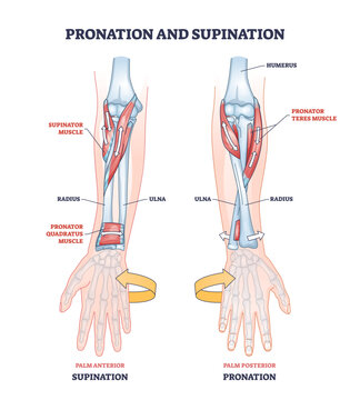 Pronation and supination medical term for hand movement outline diagram, transparent background. Labeled educational both palm gestures and rotation directions illustration.