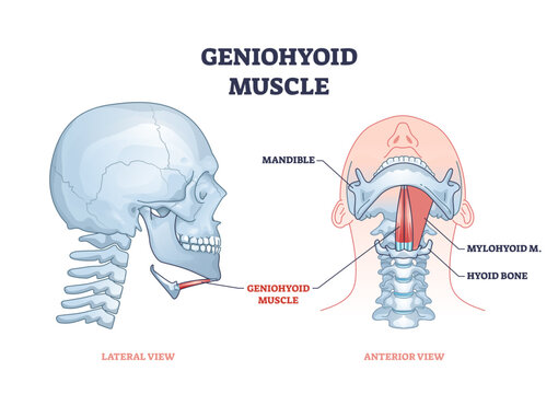 Geniohyoid muscle with mylohyoid neck or chin muscular system outline diagram, transparent background. Labeled educational medical scheme with head skeletal anatomy and mandible.