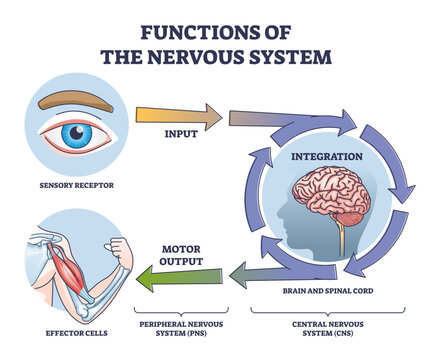 Functions of nervous system from receptor input to effector outline diagram, transparent background. Labeled educational steps with sensory integration in brain and spinal cord and motor output.