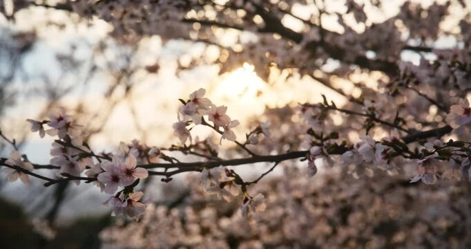 Silhouette of spring cherry blossom branches at sunset in Japan