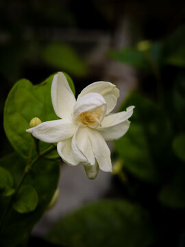Amaizing Jasmine Blooming Flower Garden Plant, Beli ful