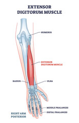Naklejka na ściany i meble Extensor digitorum muscle with human arm posterior view bones xray outline diagram, transparent background. Labeled educational anatomy scheme.