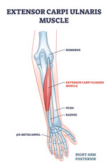 Naklejka na ściany i meble Extensor carpi ulnaris muscle for arm and hand wrist movement outline diagram, transparent background. Labeled educational fusiform muscular system in lateral part of posterior forearm illustration.