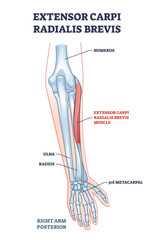 Naklejka na ściany i meble Extensor carpi radialis brevis muscle with arm and hand bones outline diagram, transparent background. Labeled educational fusiform muscular system in lateral part of posterior forearm illustration.