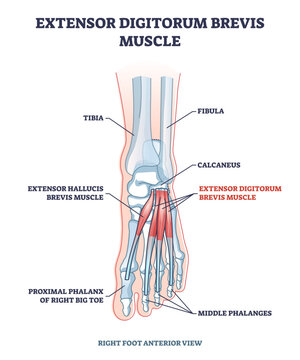 Extensor digitorum brevis muscle for foot phalanges movement outline diagram, transparent background. Labeled educational scheme with feet anatomy and skeleton structure illustration.