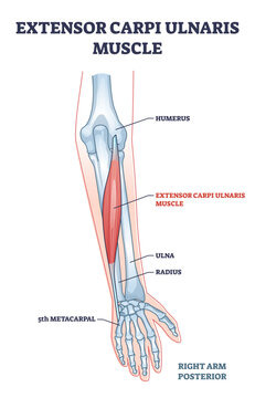 Extensor carpi ulnaris muscle for arm and hand wrist movement outline diagram, transparent background. Labeled educational fusiform muscular system in lateral part of posterior forearm illustration.