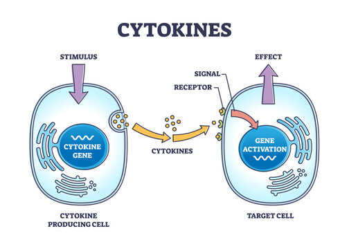 Cytokines process as micro proteins for cell signaling outline diagram, transparent background. Labeled educational scheme with immune response and producing or target cells illustration.