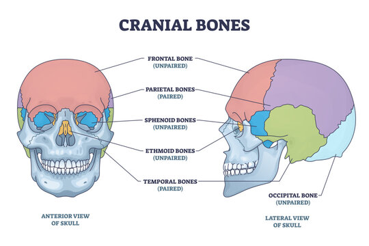 Cranial bones anatomy and skull skeleton medical division outline diagram, transparent background. Labeled educational frontal, parietal, sphenoid, ethmoid and temporal bone illustration.